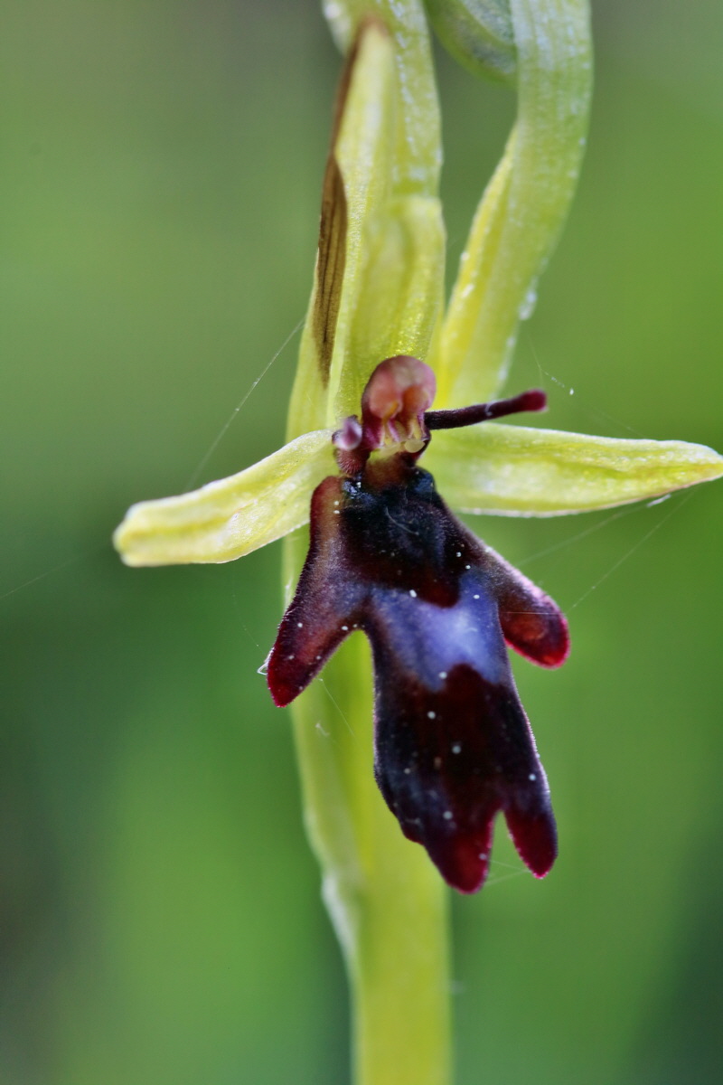 RNA_2017_05_06_3108p_Bildgr��e �ndern