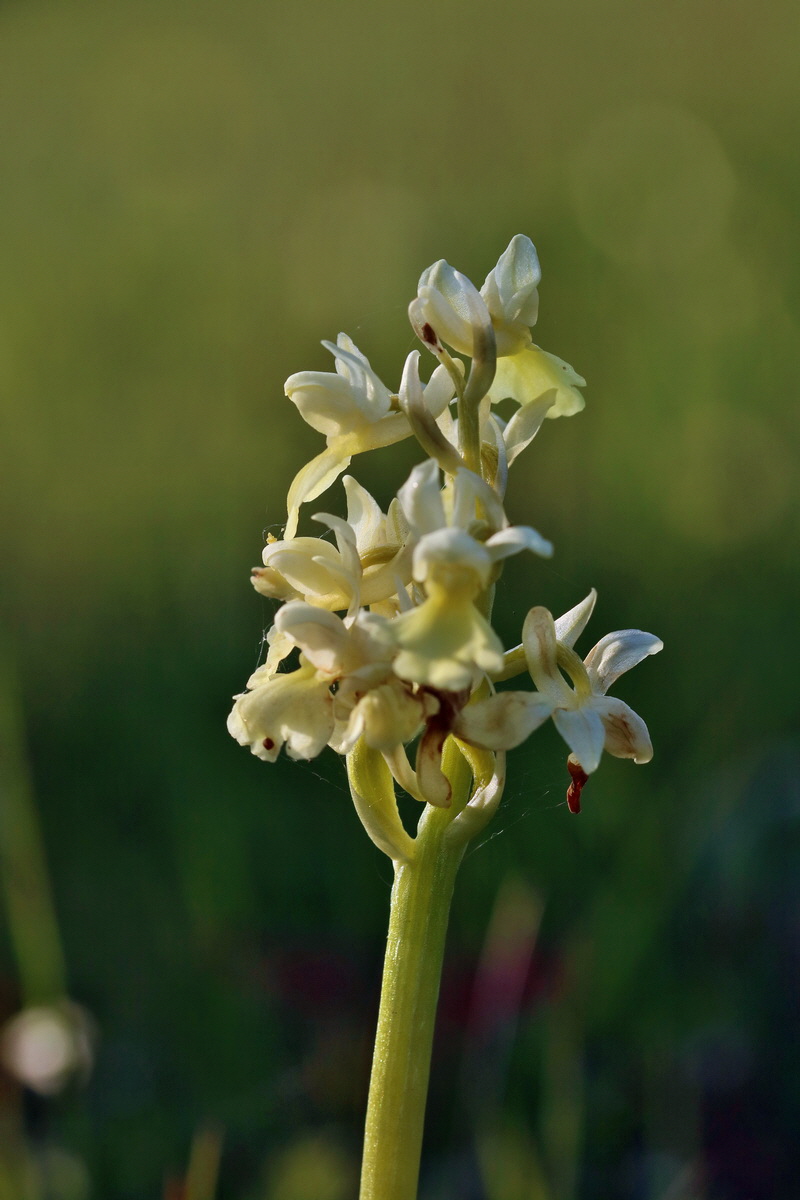 RNA_2017_05_06_3117p_Bildgr��e �ndern