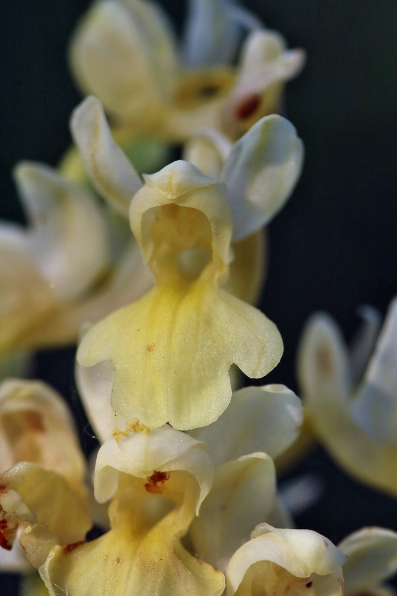 RNA_2017_05_06_3121p_Bildgr��e �ndern