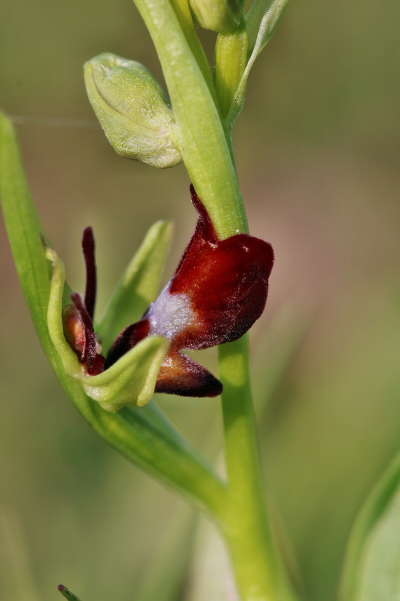 RNA_2017_05_06_3134p_Bildgr��e �ndern