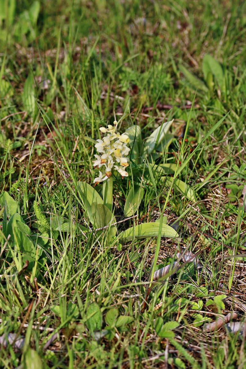 RNA_2017_05_06_3139p_Bildgr��e �ndern