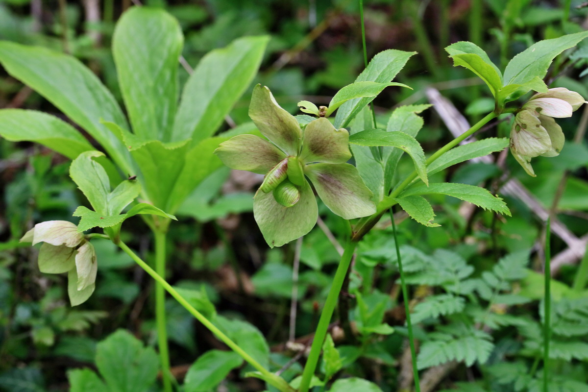 RNA_2017_05_07_3144p_Bildgr��e �ndern