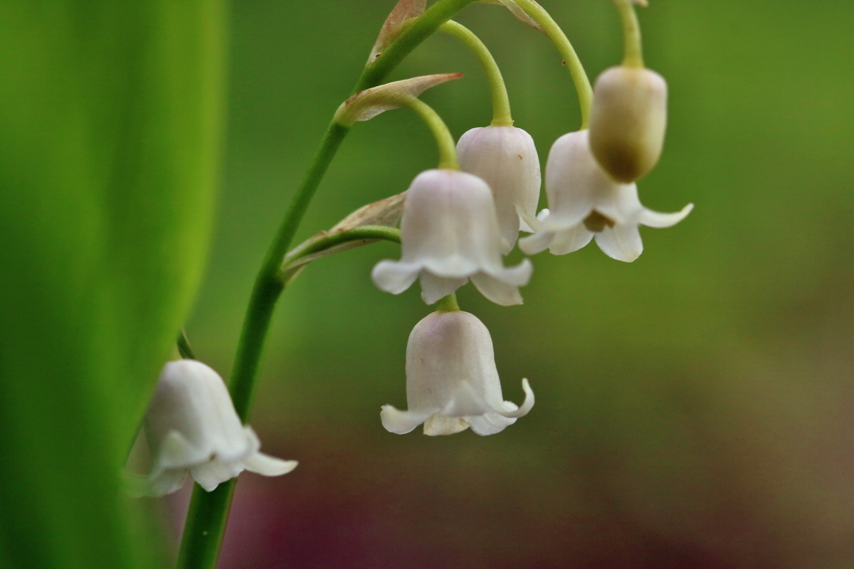 RNA_2017_05_07_3156p_Bildgr��e �ndern