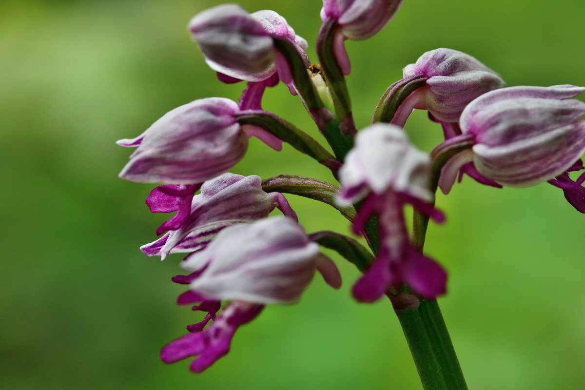 RNA_2017_05_07_3164p_Bildgr��e �ndern