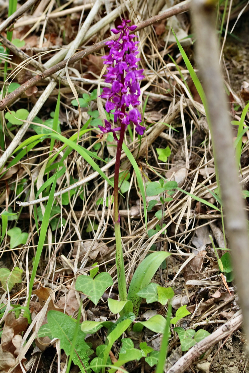 RNA_2017_05_07_3168p_Bildgr��e �ndern