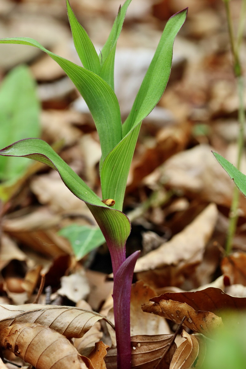 RNA_2017_05_07_3172p_Bildgr��e �ndern