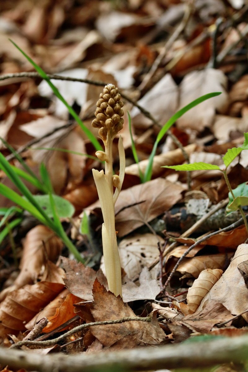 RNA_2017_05_07_3177p_Bildgr��e �ndern