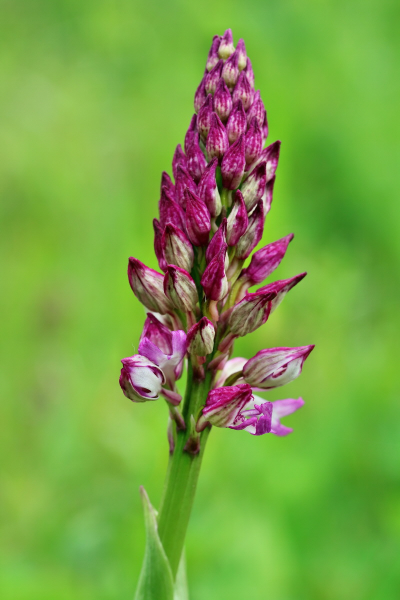 RNA_2017_05_07_3180p_Bildgr��e �ndern