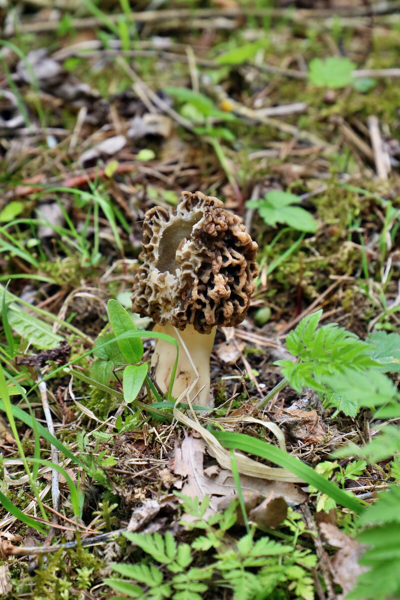 RNA_2017_05_07_3192p_Bildgr��e �ndern