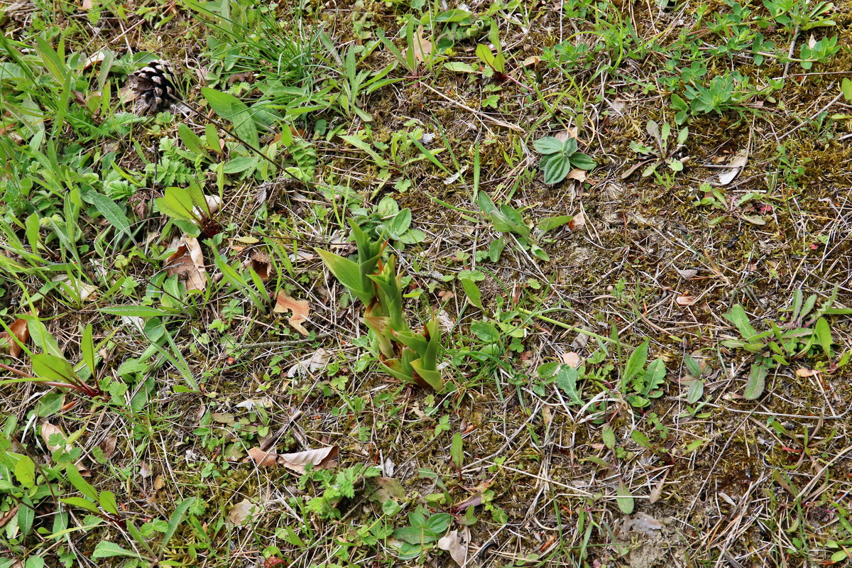 RNA_2017_05_07_3196p_Bildgr��e �ndern