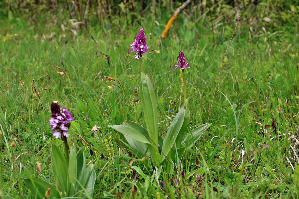 RNA_2017_05_07_3199p_Bildgr��e �ndern