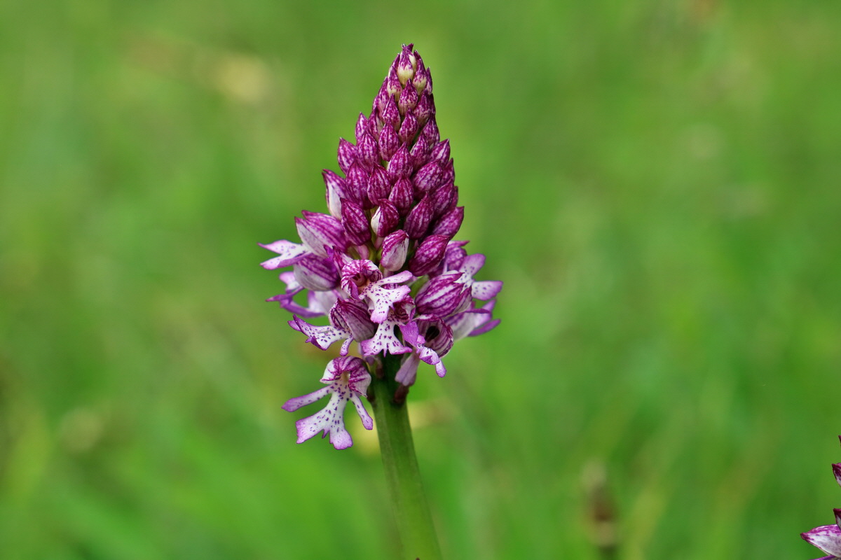 RNA_2017_05_07_3202p_Bildgr��e �ndern