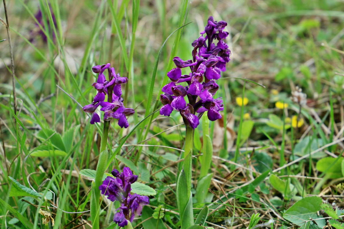 RNA_2017_05_07_3219p_Bildgr��e �ndern