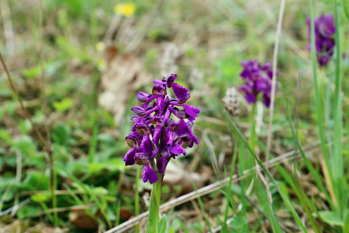 RNA_2017_05_07_3221p_Bildgr��e �ndern