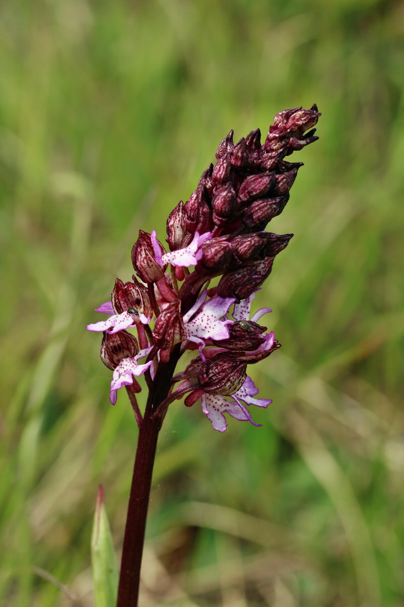 RNA_2017_05_07_3243p_Bildgr��e �ndern