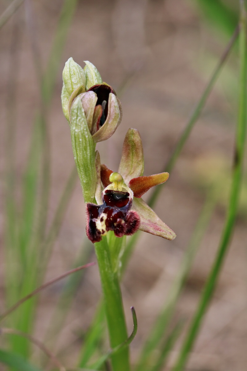 RNA_2017_05_07_3275p_Bildgr��e �ndern