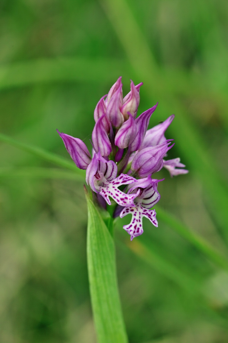 RNA_2017_05_07_3305p_Bildgr��e �ndern