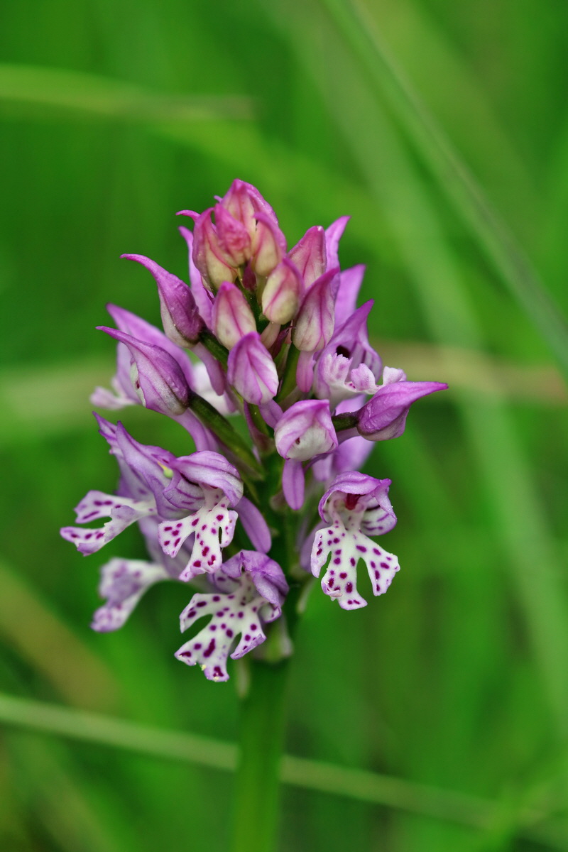 RNA_2017_05_07_3310p_Bildgr��e �ndern