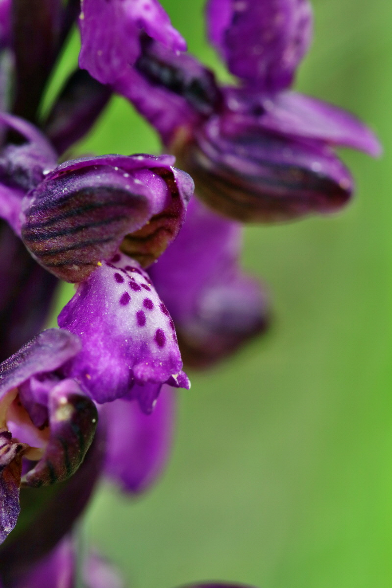 RNA_2017_05_07_3332p_Bildgr��e �ndern