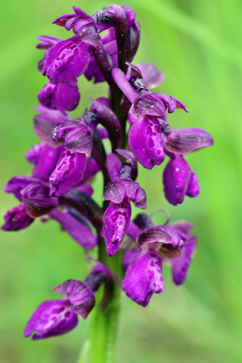 RNA_2017_05_07_3338p_Bildgr��e �ndern