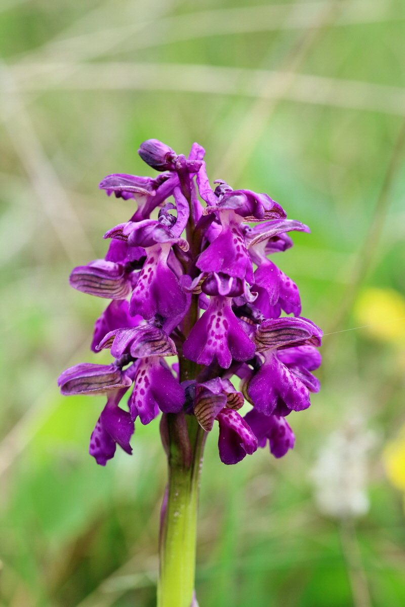 RNA_2017_05_07_3346p_Bildgr��e �ndern