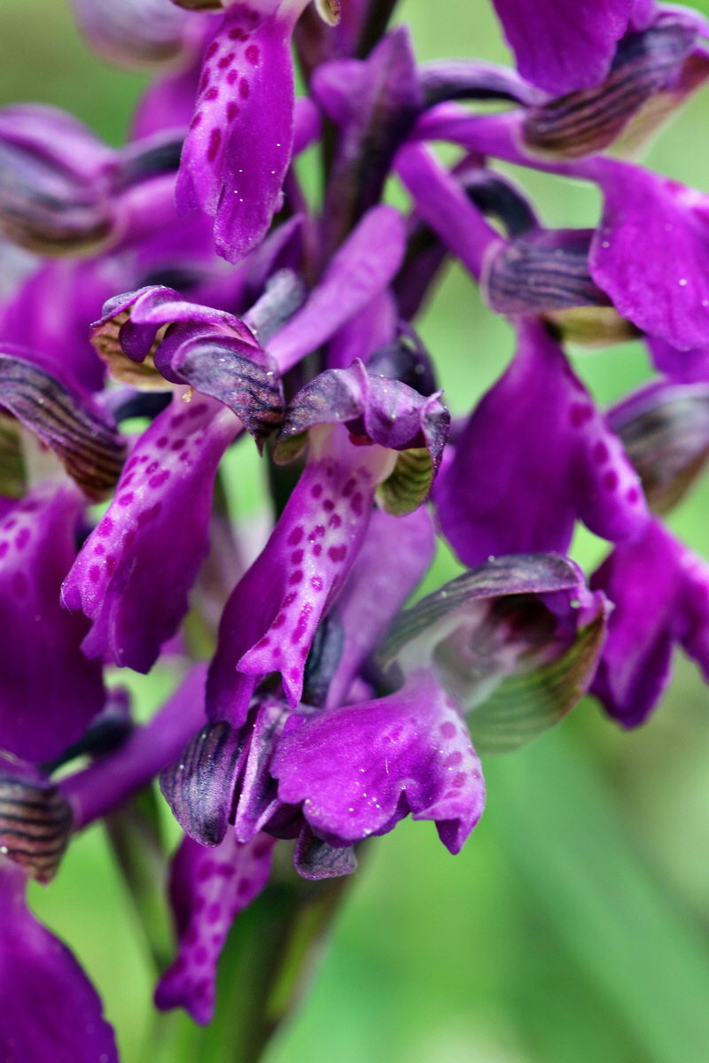 RNA_2017_05_07_3348p_Bildgr��e �ndern