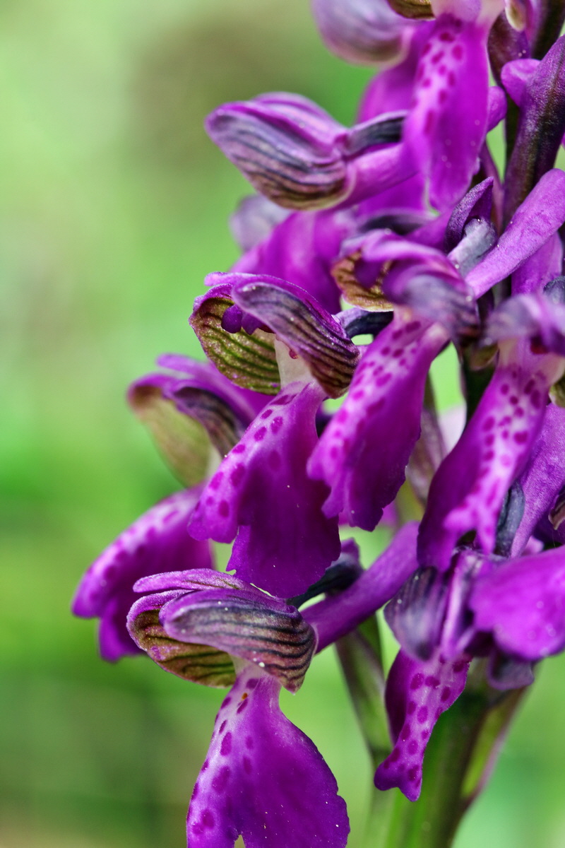 RNA_2017_05_07_3350p_Bildgr��e �ndern