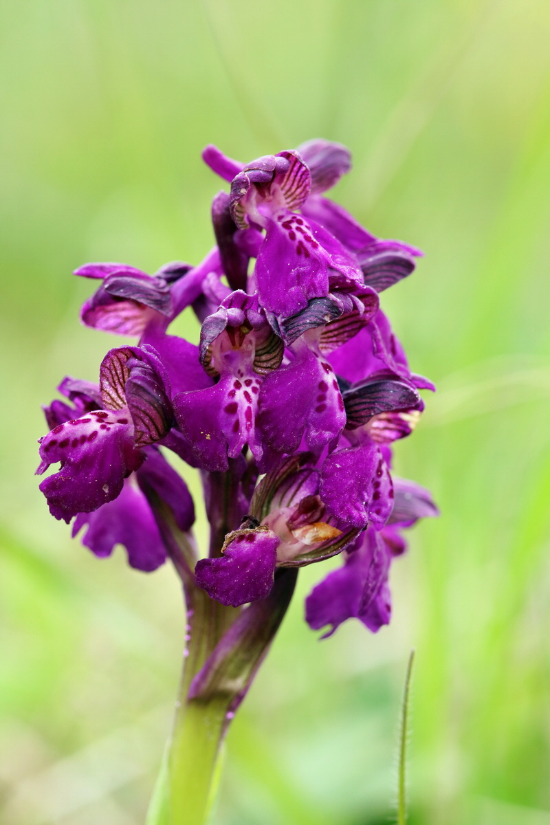 RNA_2017_05_07_3354p_Bildgr��e �ndern