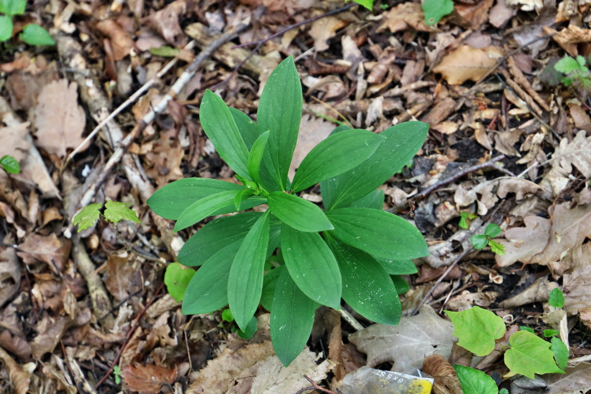 2017_05_08_030200p_Bildgr��e �ndern