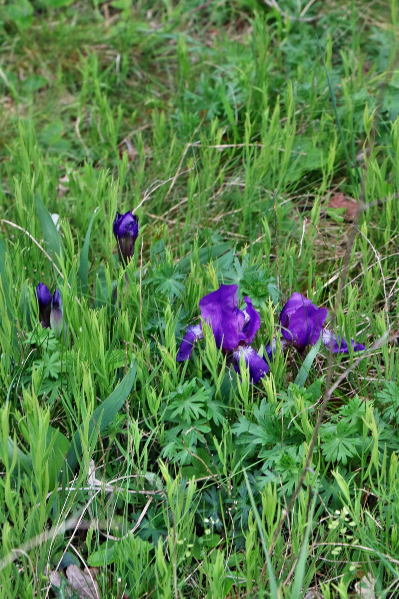 2017_05_08_030236p_Bildgr��e �ndern