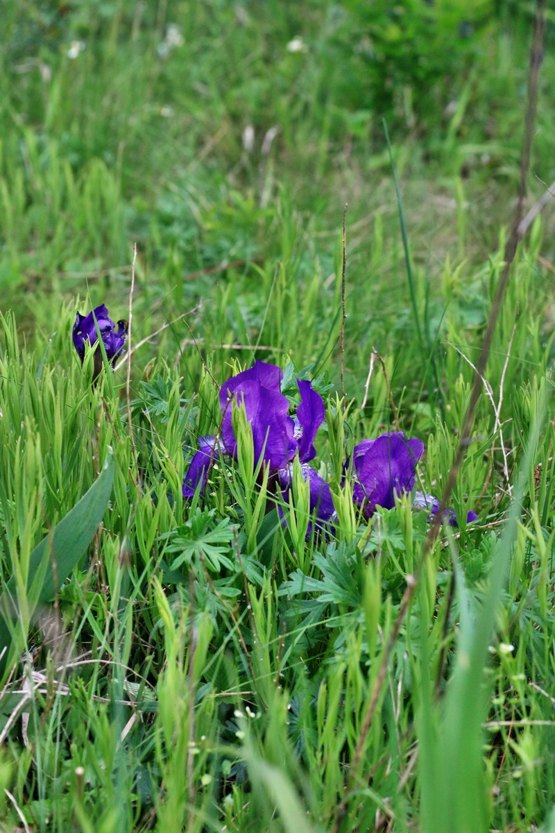 2017_05_08_030465p_Bildgr��e �ndern