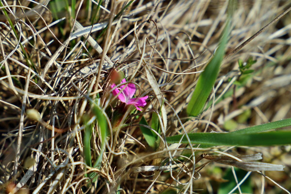 RNA-2017-04-09-00027861p_Bildgr��e �ndern