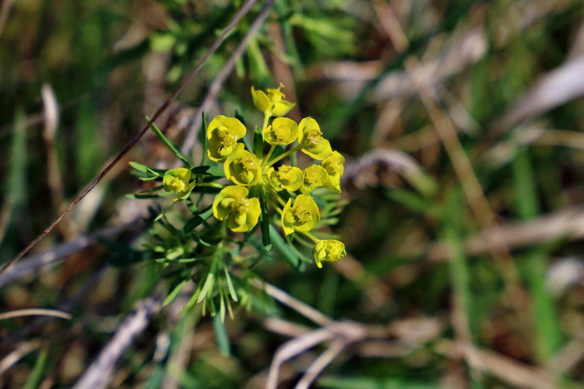 RNA-2017-04-09-00027862p_Bildgr��e �ndern