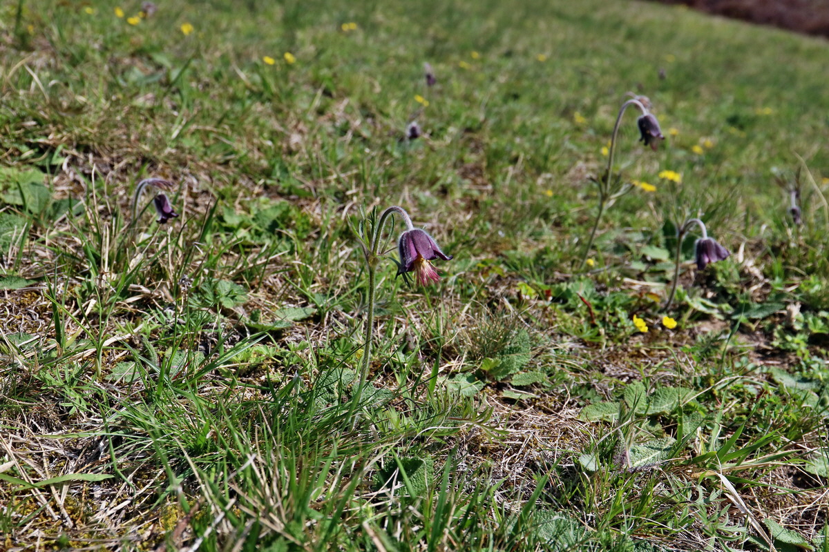 RNA-2017-04-09-00027865p_Bildgr��e �ndern