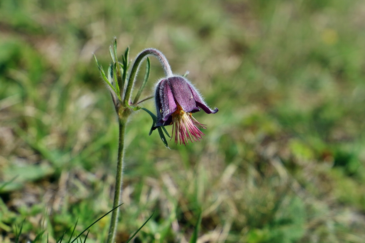 RNA-2017-04-09-00027869p_Bildgr��e �ndern