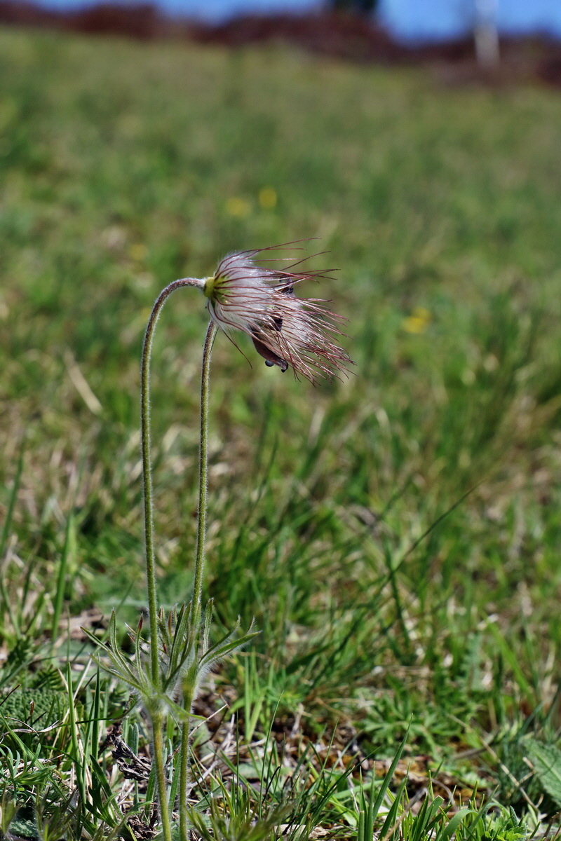 RNA-2017-04-09-00027881p_Bildgr��e �ndern