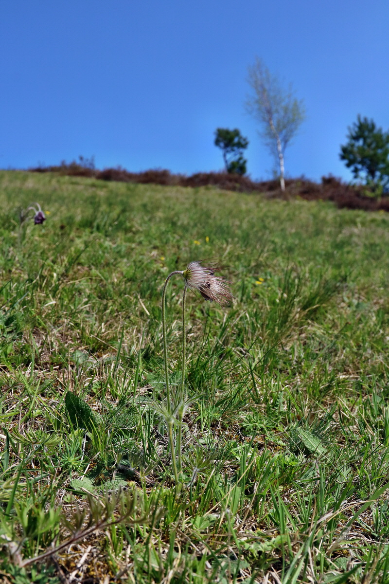 RNA-2017-04-09-00027883p_Bildgr��e �ndern