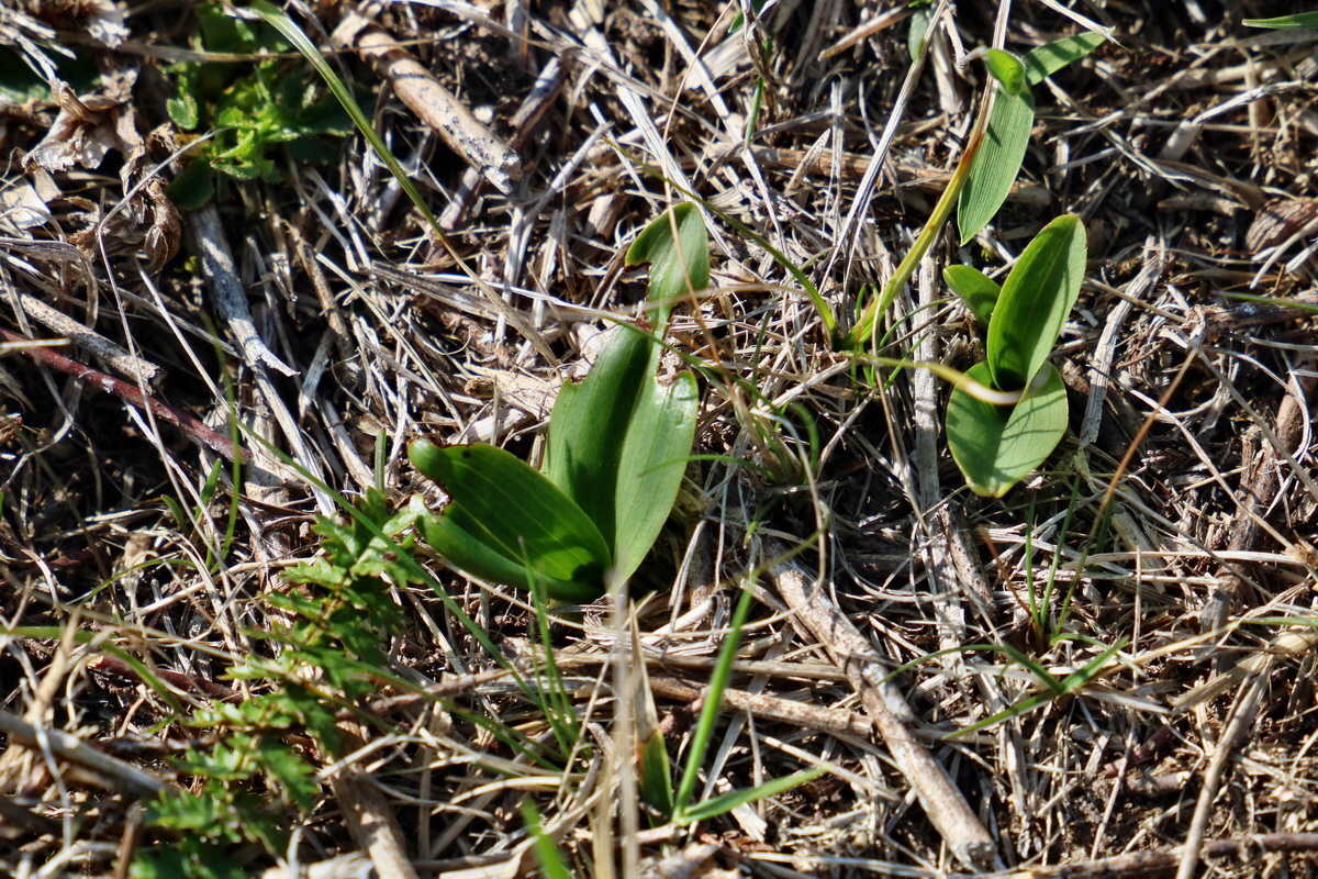 RNA-2017-04-09-00027906p_Bildgr��e �ndern