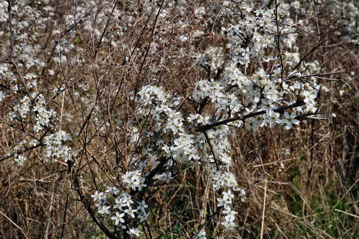 RNA-2017-04-09-00027910p_Bildgr��e �ndern