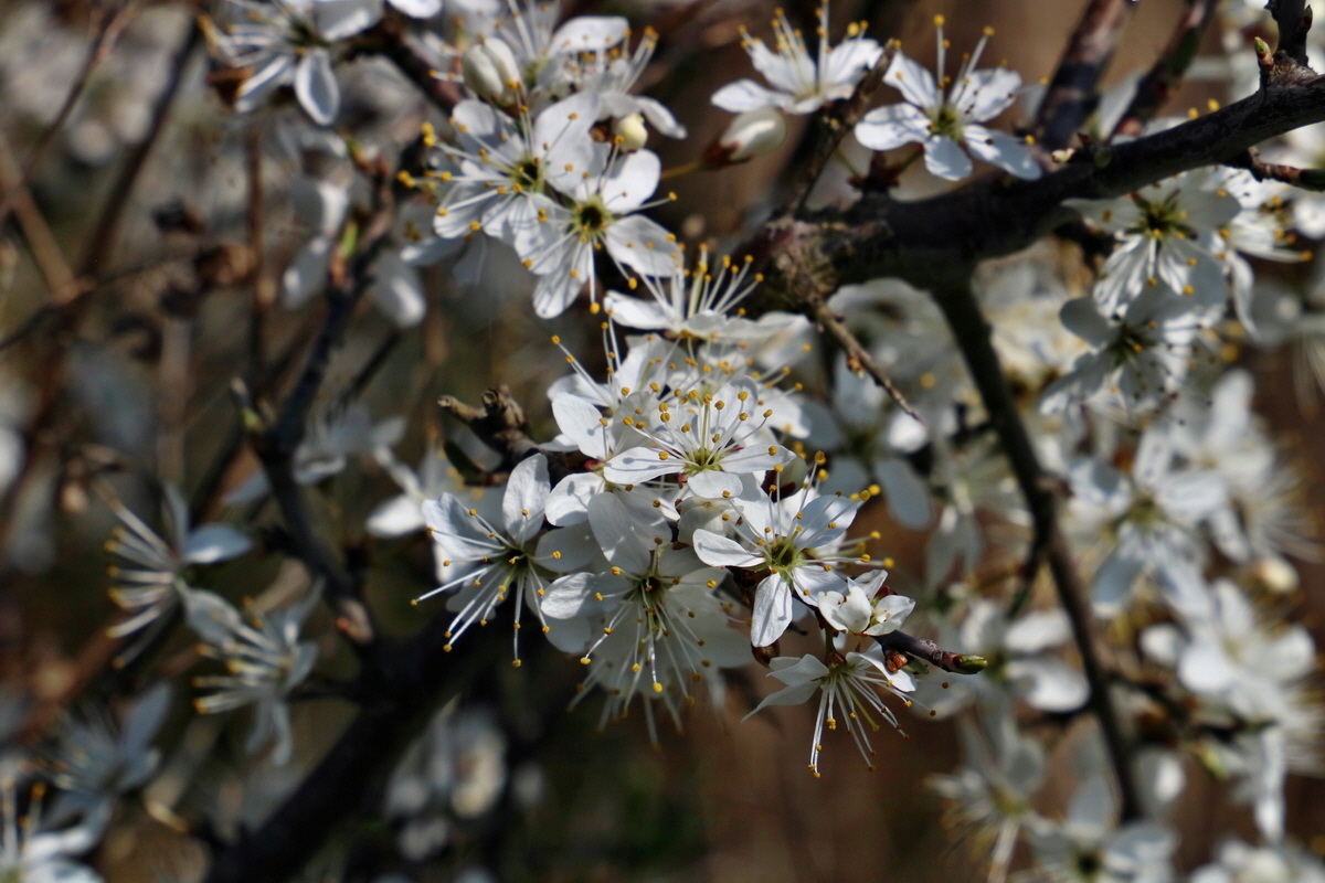 RNA-2017-04-09-00027912p_Bildgr��e �ndern