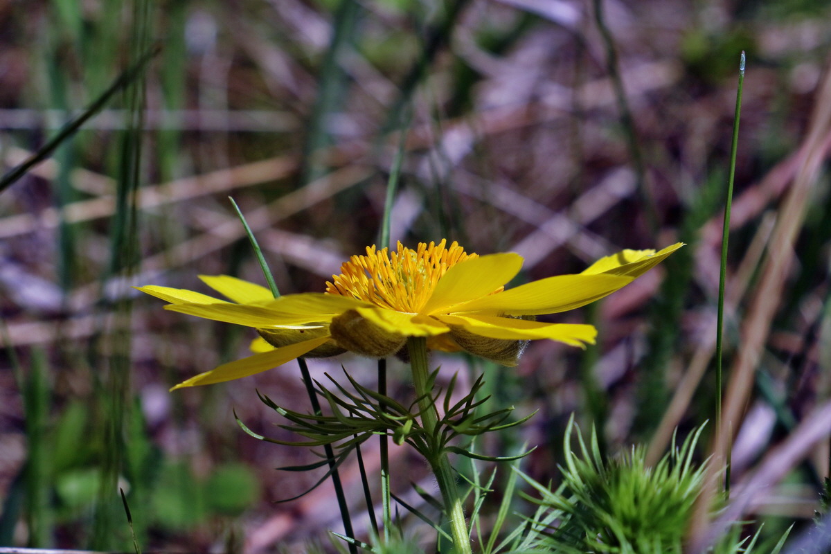 RNA-2017-04-09-00027930p_Bildgr��e �ndern