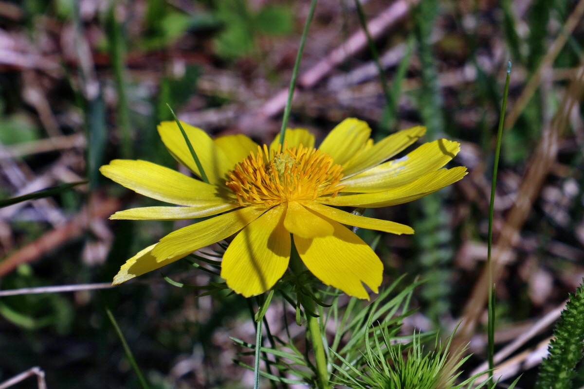 RNA-2017-04-09-00027933p_Bildgr��e �ndern