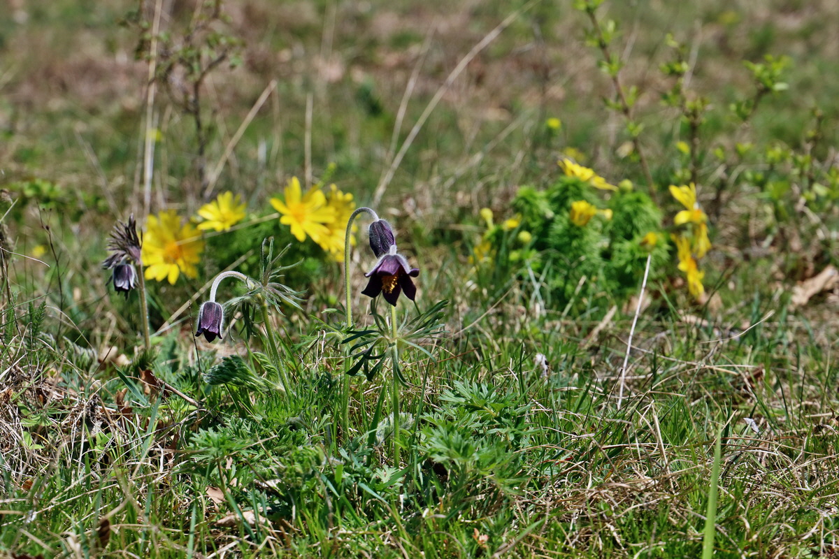 RNA-2017-04-09-00027946p_Bildgr��e �ndern