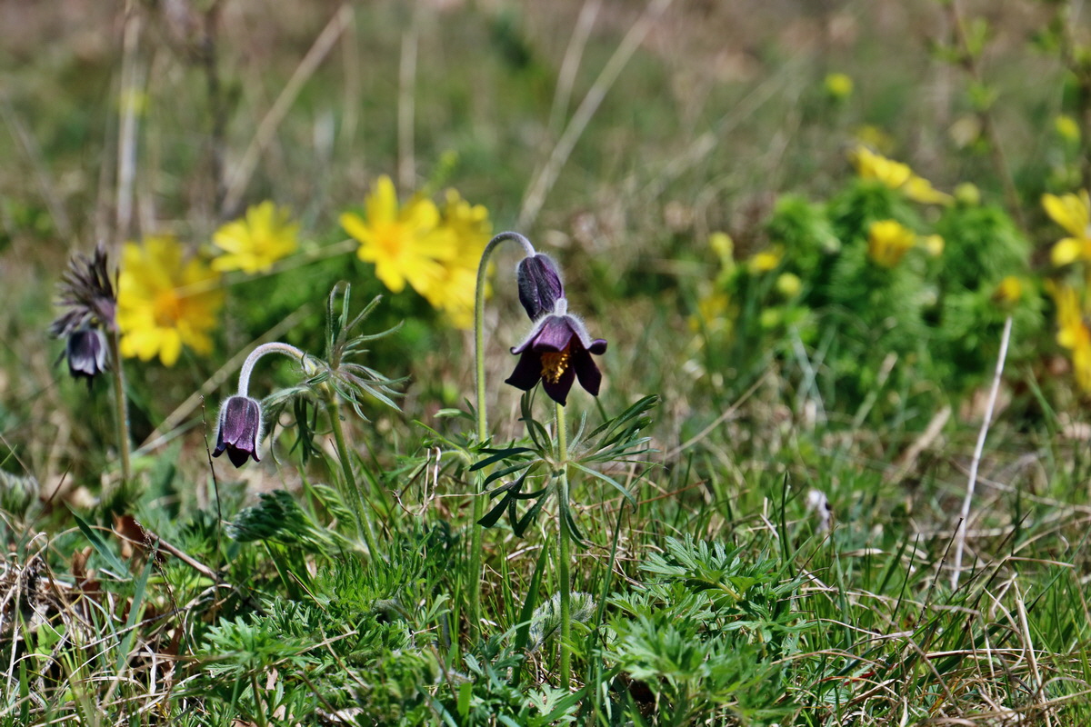 RNA-2017-04-09-00027951p_Bildgr��e �ndern