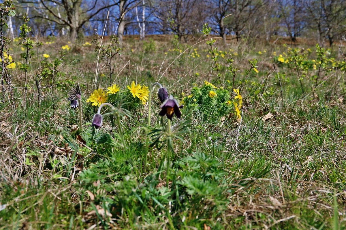 RNA-2017-04-09-00027955p_Bildgr��e �ndern