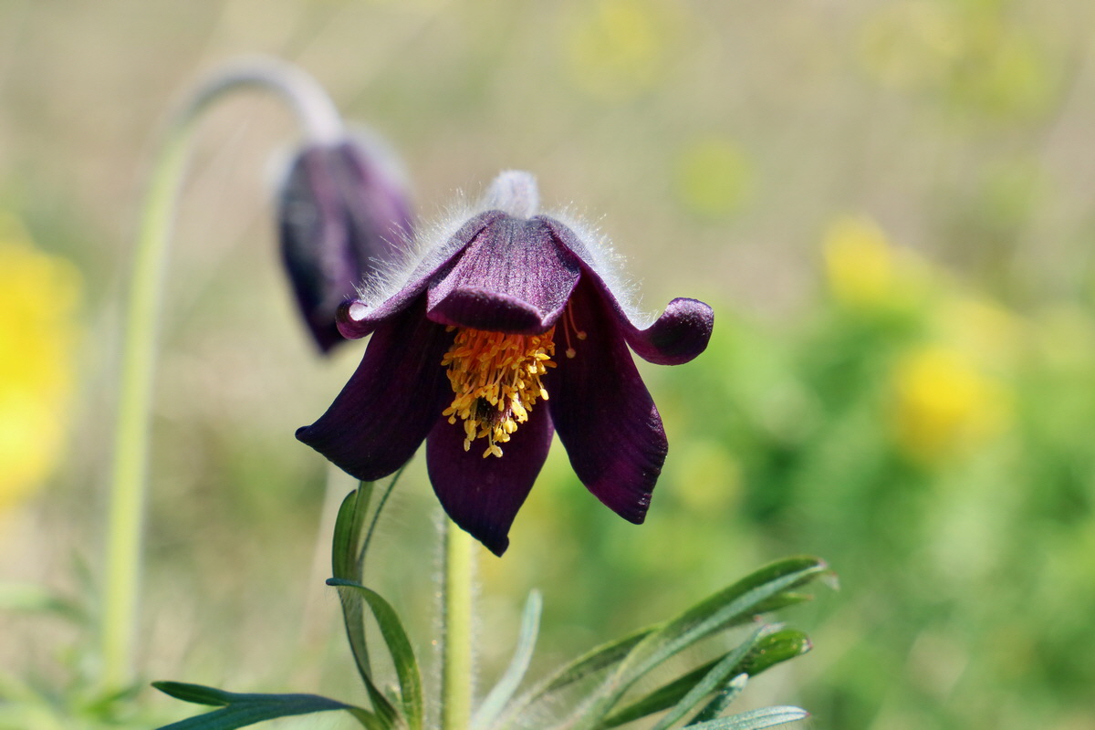 RNA-2017-04-09-00027973p_Bildgr��e �ndern