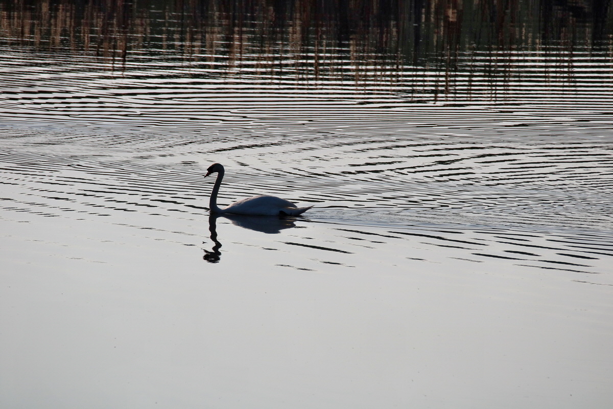 RNA-2017-04-09-00028097p_Bildgr��e �ndern