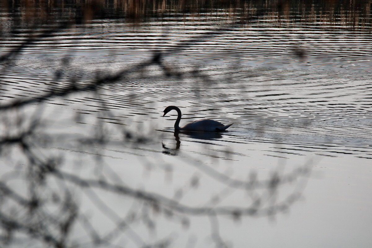 RNA-2017-04-09-00028133p_Bildgr��e �ndern