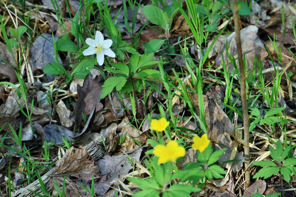 RNA-2017-04-10-00028147p_Bildgr��e �ndern