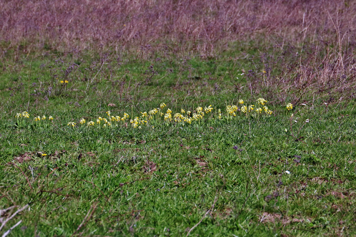 RNA-2017-04-10-00028164p_Bildgr��e �ndern